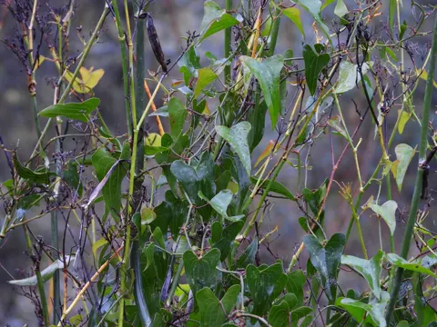 Common Smilax