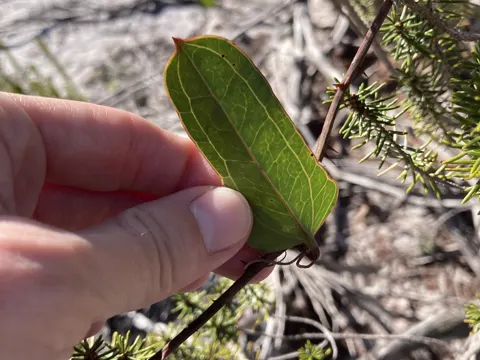 Earleaf Greenbrier