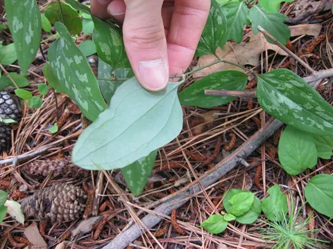 Smilax glauca (Smilax glauca)