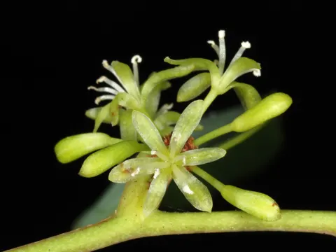 Lorbeerblättrige Stechwinde (Smilax laurifolia)
