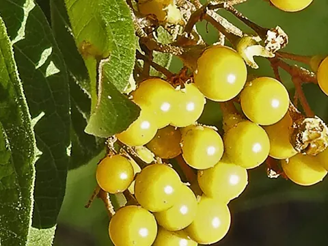 Silverleaf Nightshade