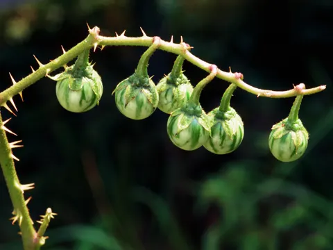 Carolina-Nachtschatten (Solanum carolinense)