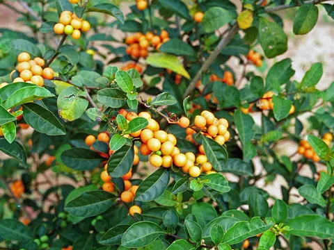 Two-leaved Nightshade