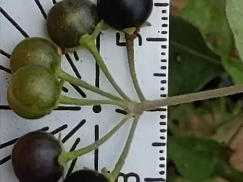 Douglas Nightshade