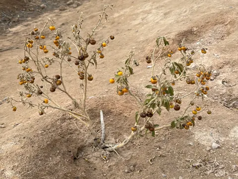 Silber-Nachtschatten (Solanum elaeagnifolium)