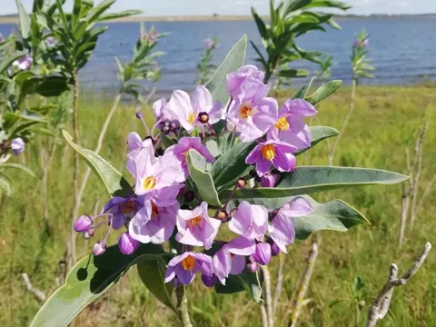Desert Horse Purslane