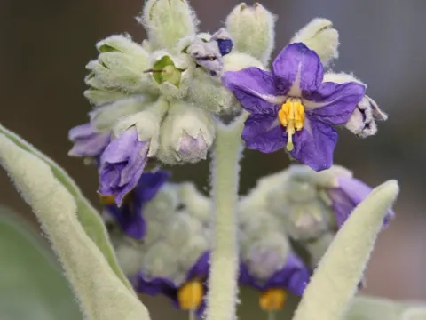 Woolly Nightshade