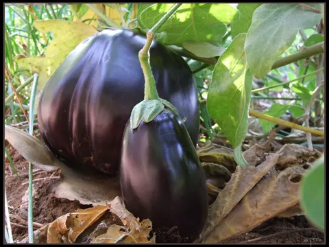 Aubergine