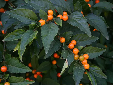 Korallenstrauch (Solanum pseudocapsicum)