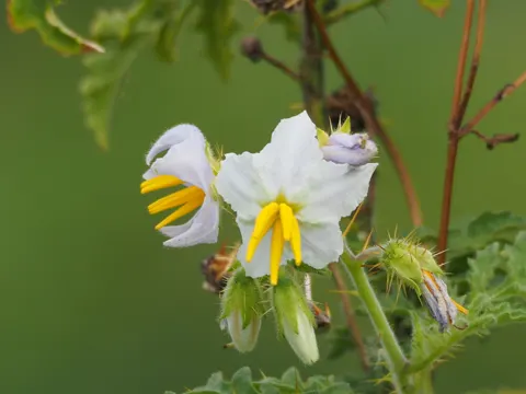 Sticky Nightshade