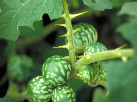 Solanum viarum (Solanum viarum)