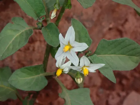 Gelber Nachtschatten (Solanum villosum)