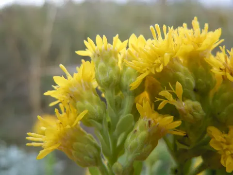Rigid Goldenrod (Solidago rigida)