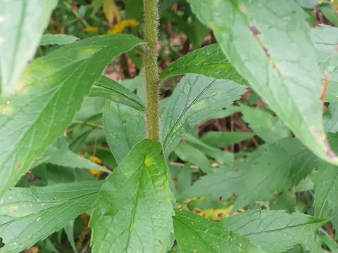 Runzelige Goldrute (Solidago rugosa)