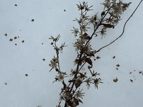European Goldenrod