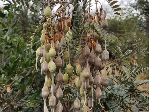 Ñandil