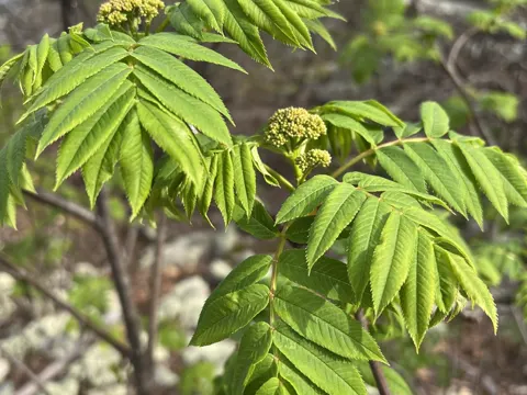 American Rowan