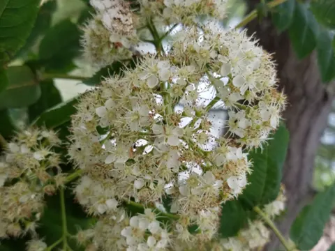 Sorbus decora (Sorbus decora)