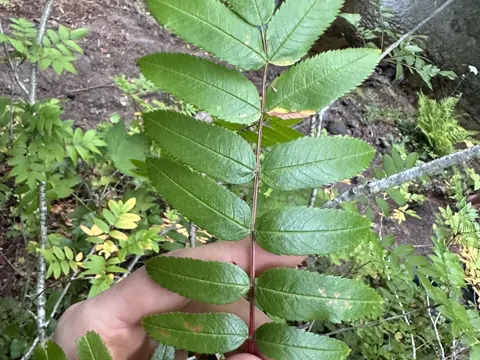 Gebirgs-Eberesche (Sorbus scopulina)