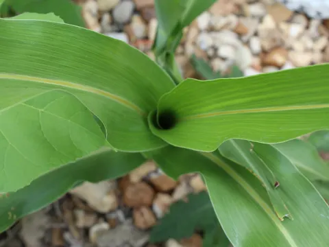 Mohrenhirse (Sorghum bicolor)