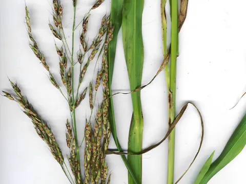 Johnsongrass