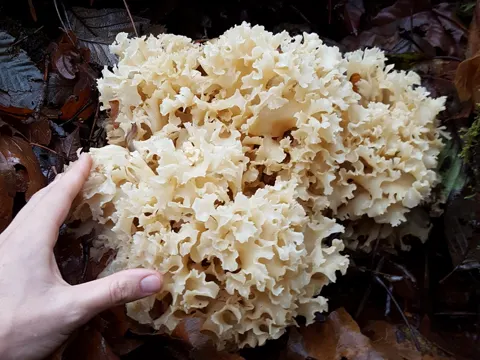 Western Cauliflower Mushroom