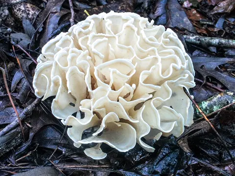 Cauliflower Mushroom