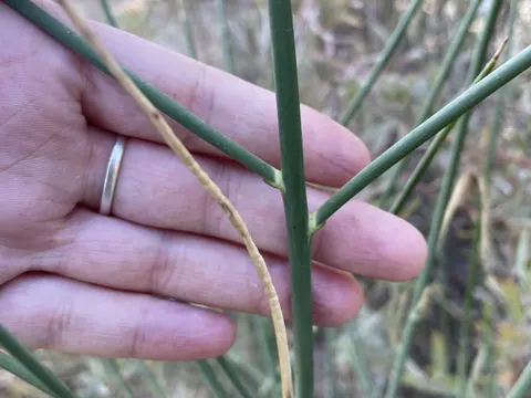 Binsenginster (Spartium junceum)