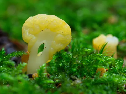 Dottergelber Spateling (Spathularia flavida)