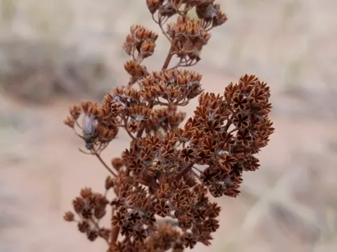 Weiße Spiere (Spiraea alba)