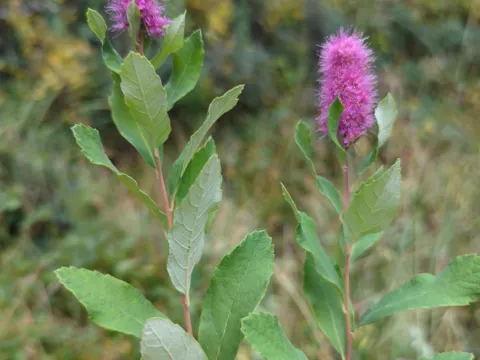 Douglas-Spierstrauch (Spiraea douglasii)
