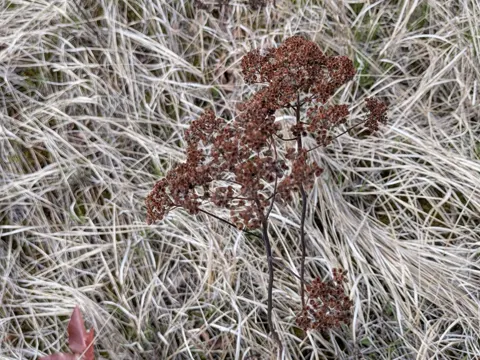 Shiny Spiraea