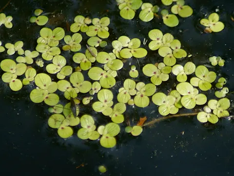 Teichlinse (Spirodela polyrhiza)