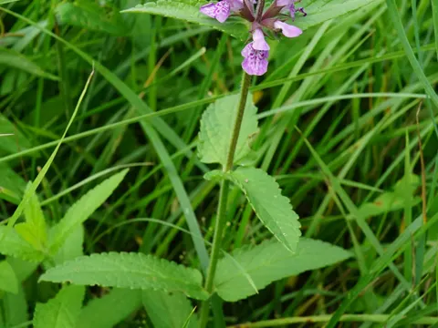Sumpf-Ziest (Stachys palustris)