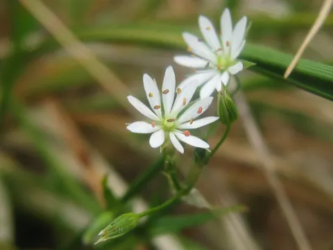 Gras-Sternmiere (Stellaria graminea)