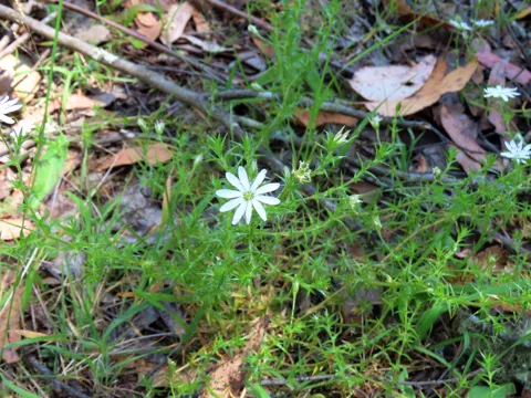 Spiny Starwort