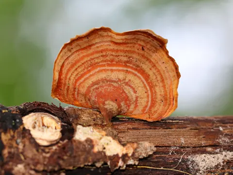 Stereum lobatum (Stereum lobatum)