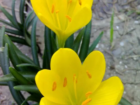 Gelber Sternbergia (Sternbergia lutea)