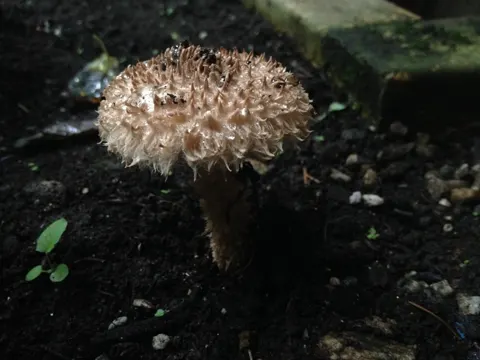 Confusing Old Man of the Woods (Strobilomyces confusus)