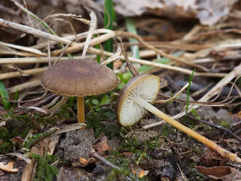 Pinecone Cap (Strobilurus tenacellus)