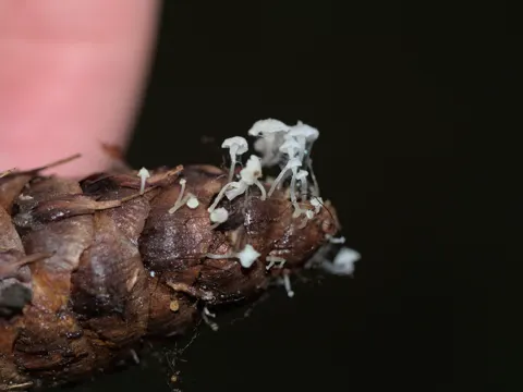 Conifer Cone Cap
