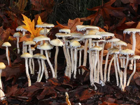 Kegelhütiger Seitling (Stropharia ambigua)