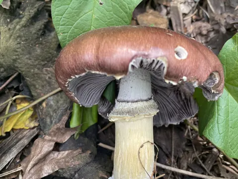 Riesen-Träuschling (Stropharia rugosoannulata)