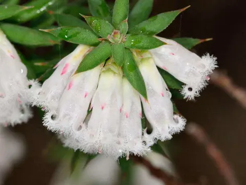 Mountain Berry