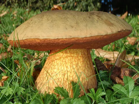 Flockenstieliger Hexen-Röhrling (Suillellus luridus)