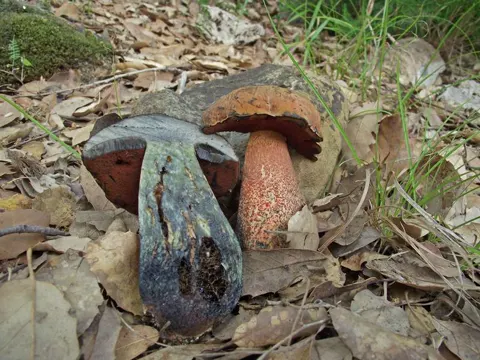 Täuschender Röhrling (Suillellus mendax)