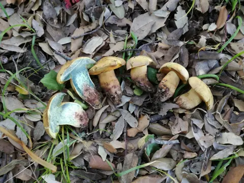 Quelets Röhrling (Suillellus queletii)
