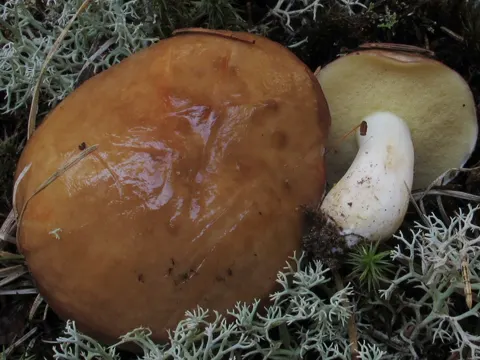 Flockenstieliger Hexen-Röhrling (Suillus brevipes)