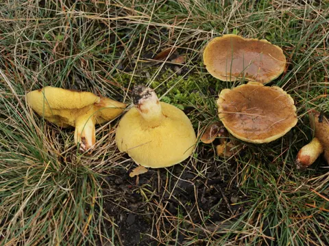 Ringed Bolete (Suillus collinitus)