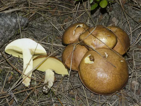 Körnchenröhrling (Suillus granulatus)